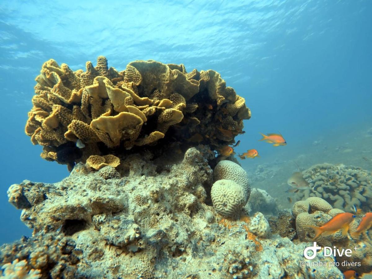 Aqaba Pro Divers Eksteriør billede