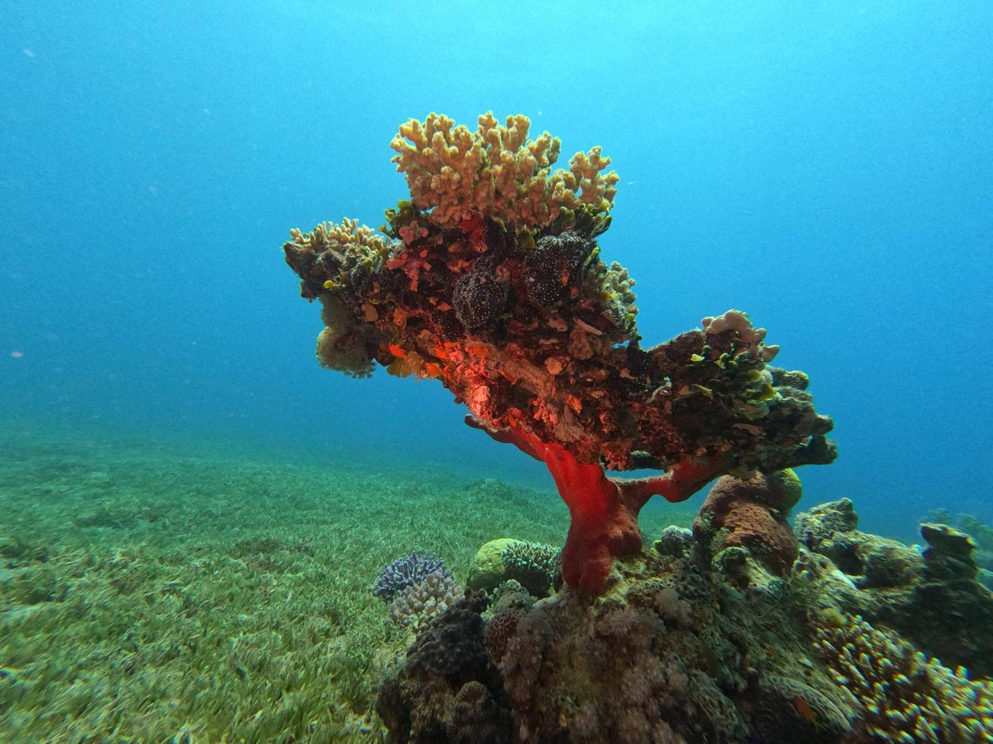 Aqaba Pro Divers Eksteriør billede