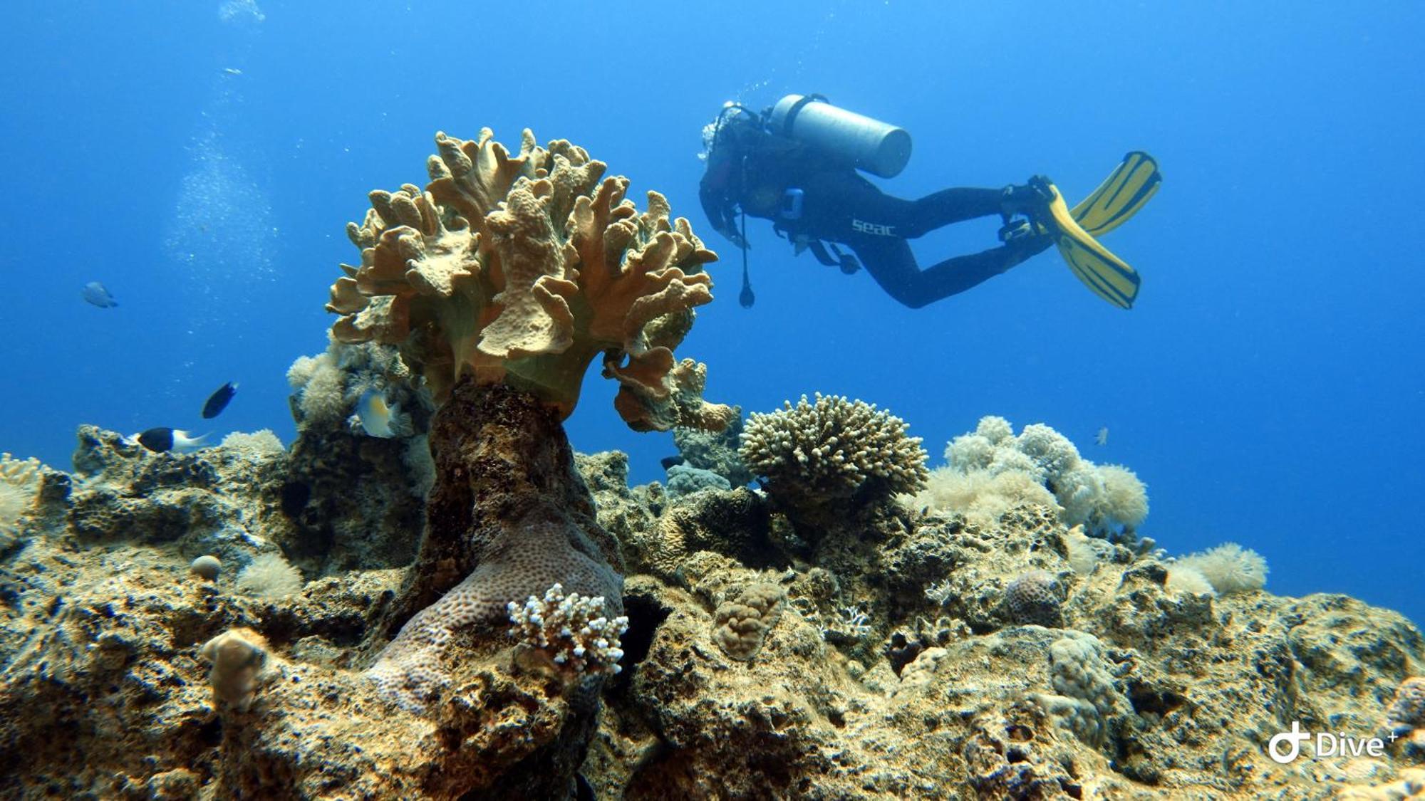 Aqaba Pro Divers Eksteriør billede