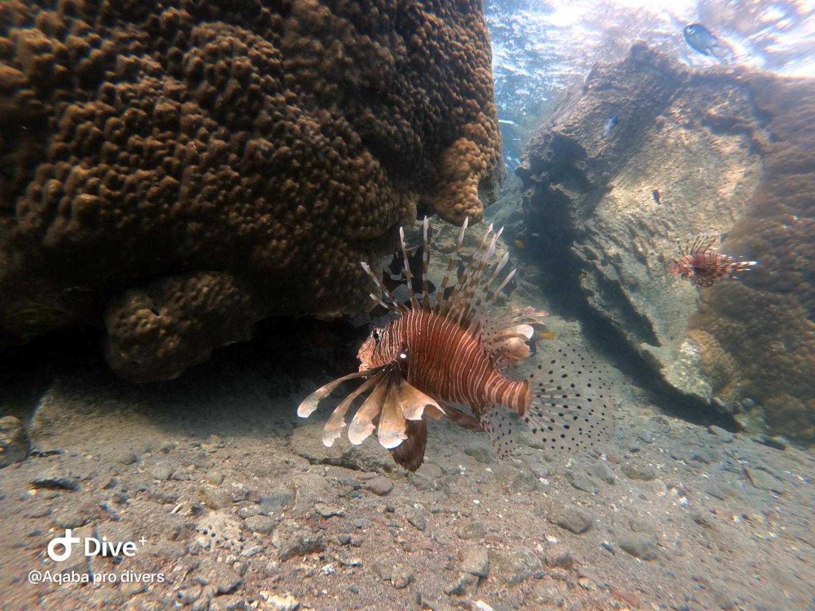 Aqaba Pro Divers Eksteriør billede