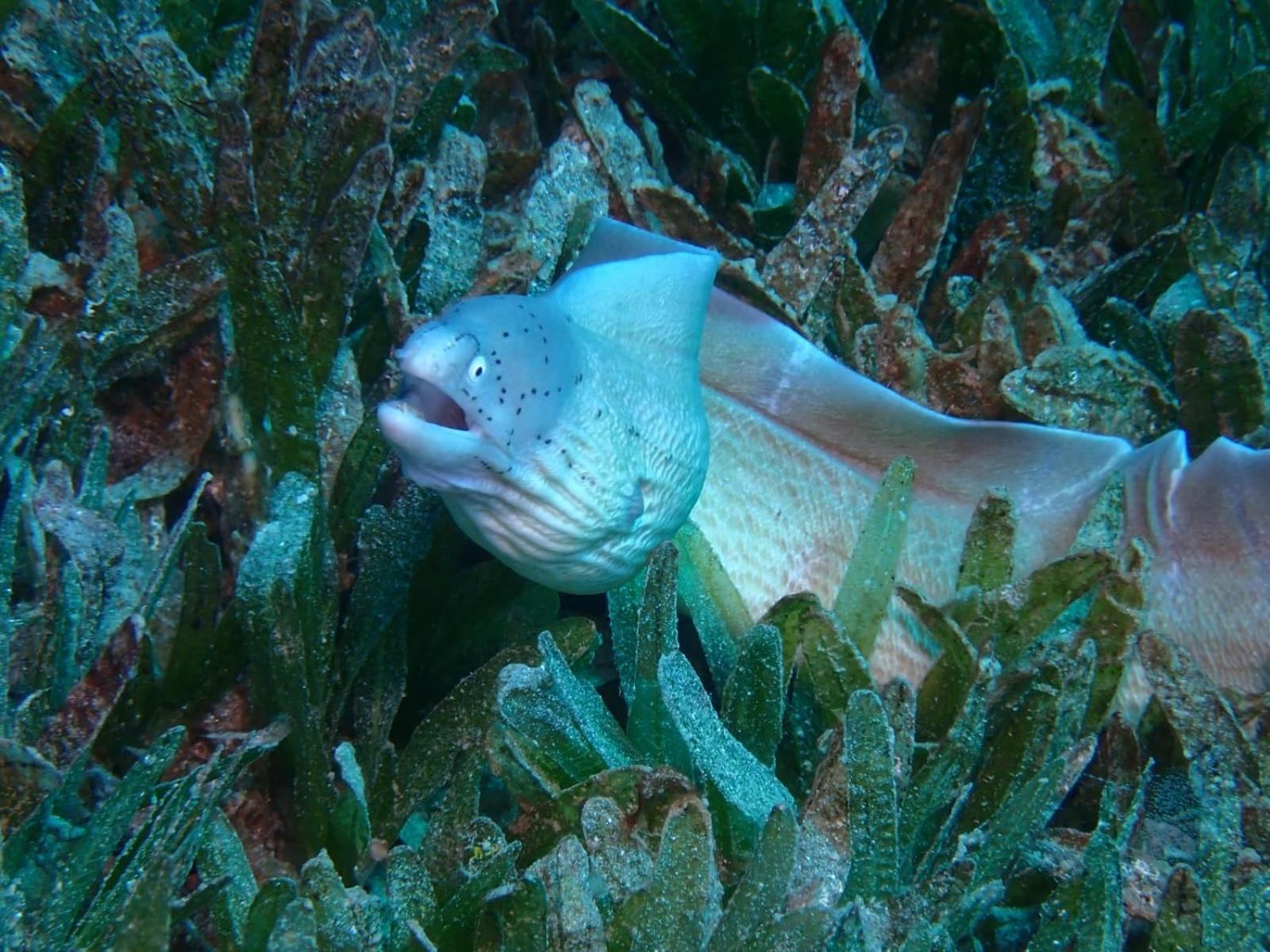 Aqaba Pro Divers Eksteriør billede
