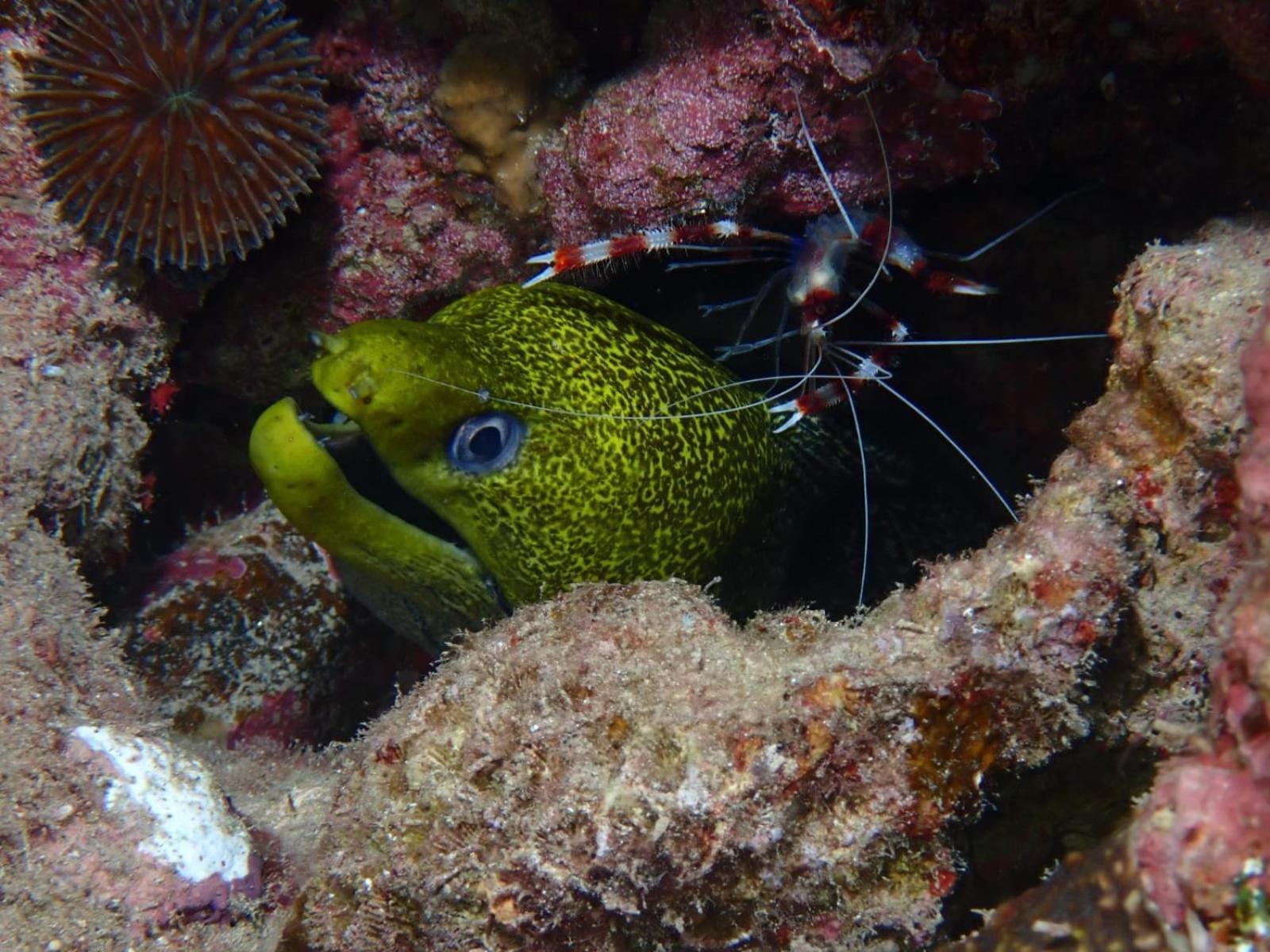 Aqaba Pro Divers Eksteriør billede